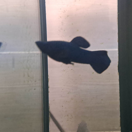 Black Molly