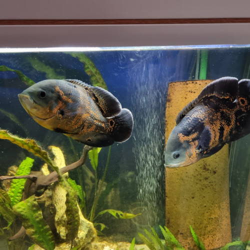 Astronotus ocellatus red tiger