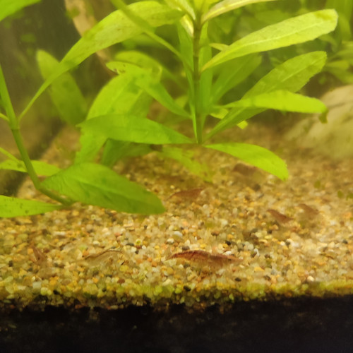 Crevettes Red cherry déclassé