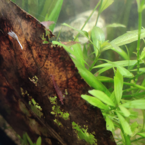 Crevettes Red cherry déclassé