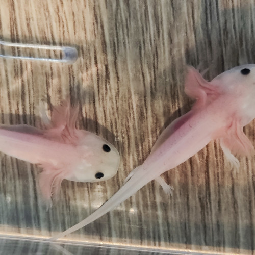 Axolotls juvéniles