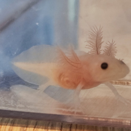 Axolotls juvéniles