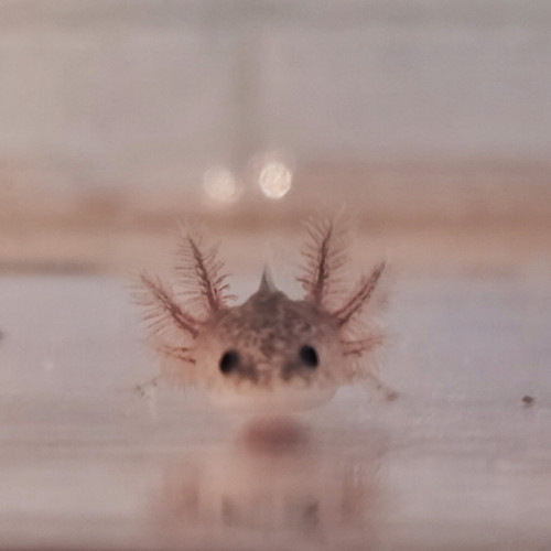 Axolotls juvéniles