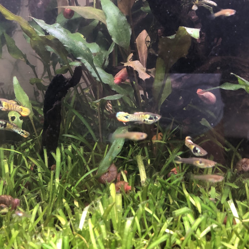 Guppy endler Tiger