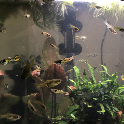Guppy endler Tiger