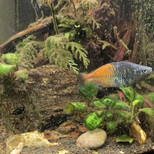 poisson arc en ciel