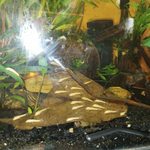 Ancistrus