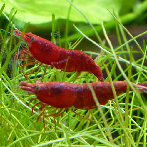 Crevettes neocaridina davidi Red Sakura / RedCherry