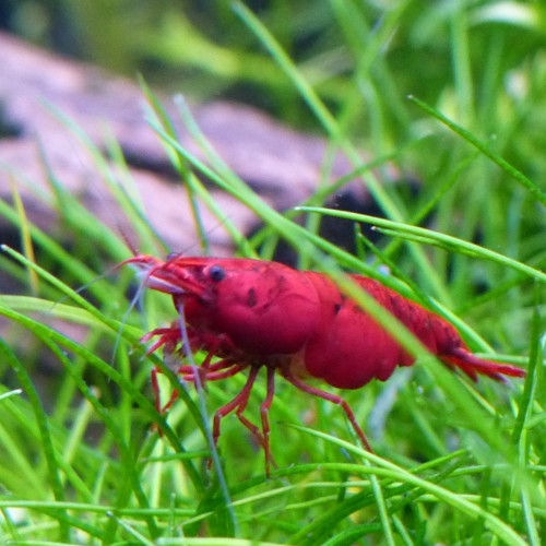 Crevettes neocaridina davidi Red Sakura / RedCherry