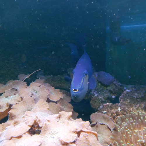 Baliste Odonus Niger