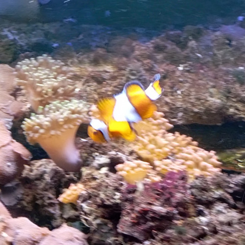Poisson Océlaris