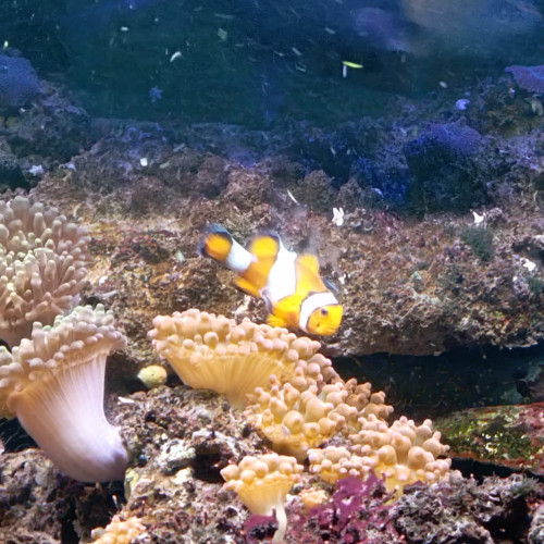Poisson Océlaris