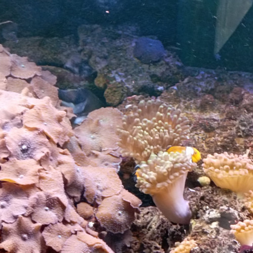 Poisson Océlaris
