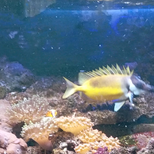 poisson  Tête de renard