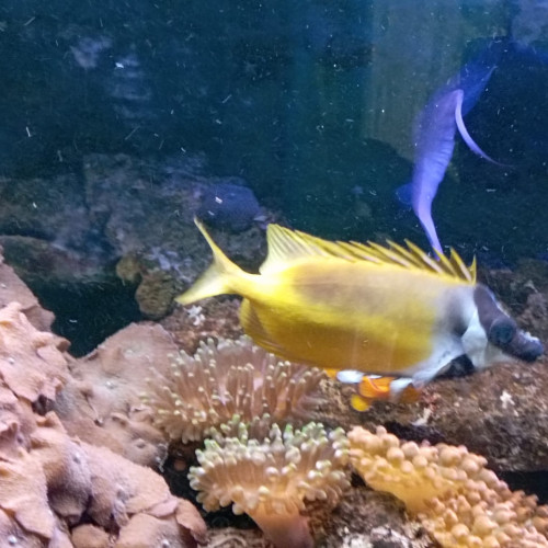 poisson  Tête de renard