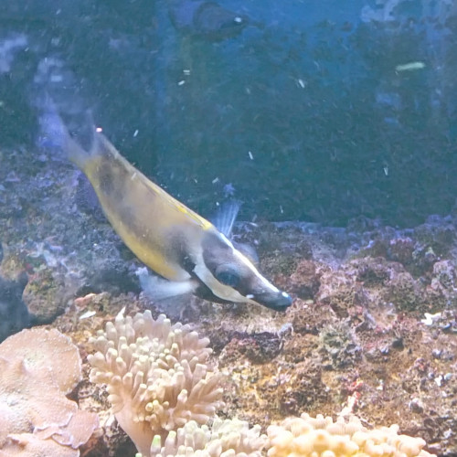 poisson  Tête de renard