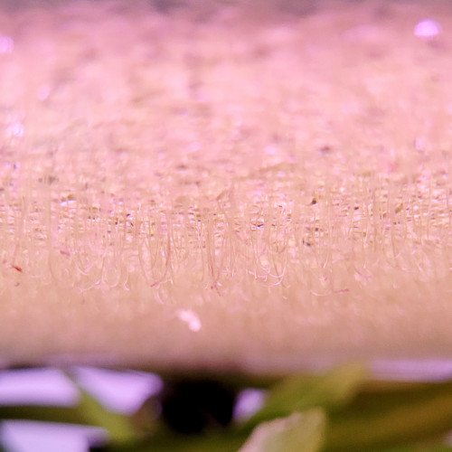 Lentilles d'eau