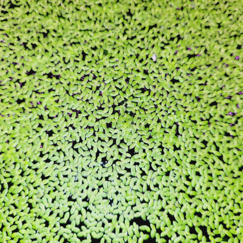 Lentilles d'eau