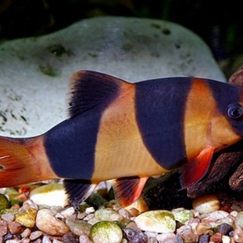 Donne 2 Botias clows XL