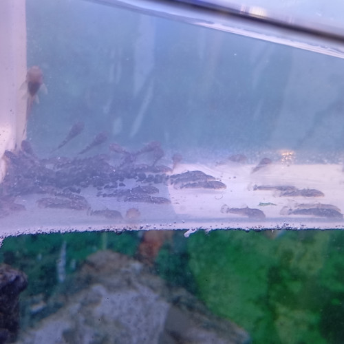Ancistrus