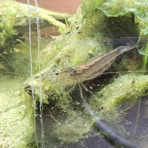 Une crevette japonica + 2 petits poisson (genre neon mais rouge)