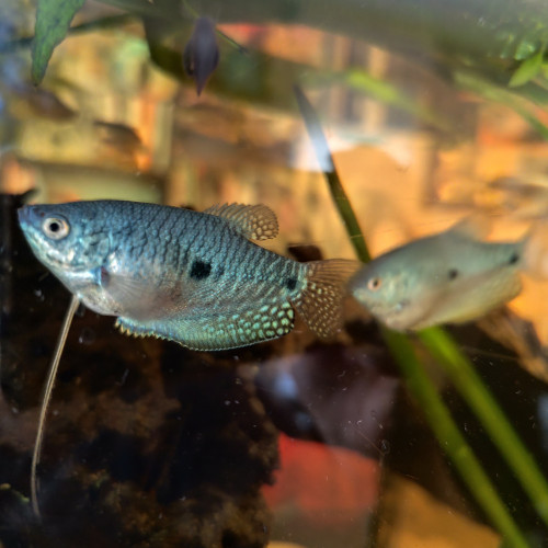 Gouramis bleu mâle