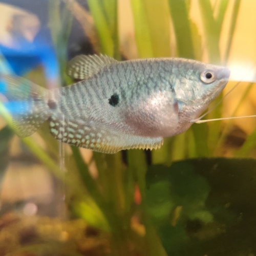 Gouramis bleu mâle