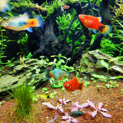 Donne 2 platys dont 1 Mickey urgent
