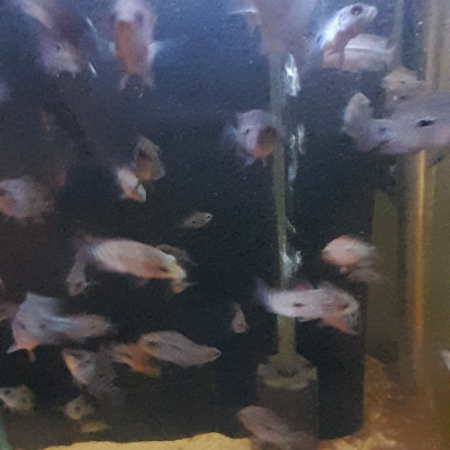 Flowerhorn