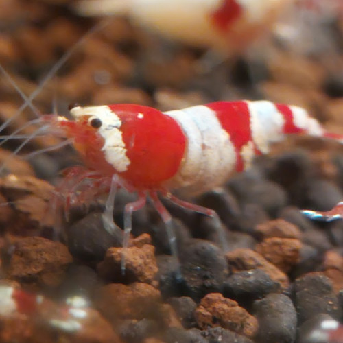 Caridina Crystal Red x12  (sol neutre et/ou sol technique)