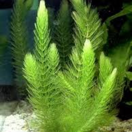 Ceratophyllum Demersum
