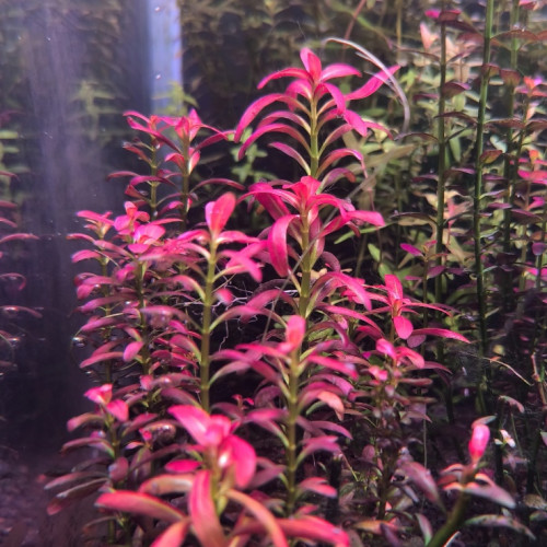 Rotala ramosior sunset