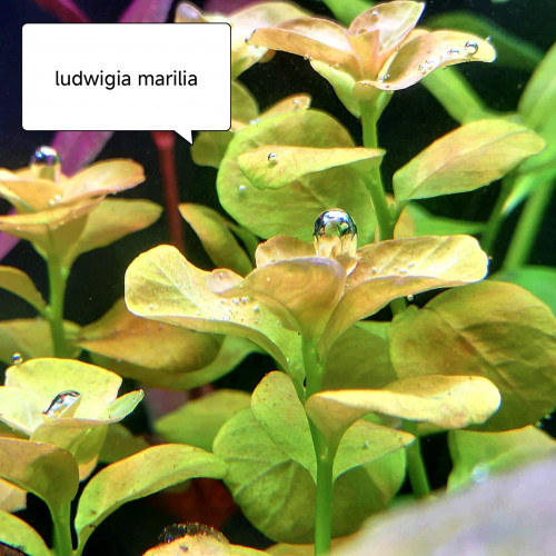 Ludwigia marilia