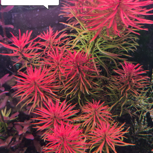 Ludwigia pantanal
