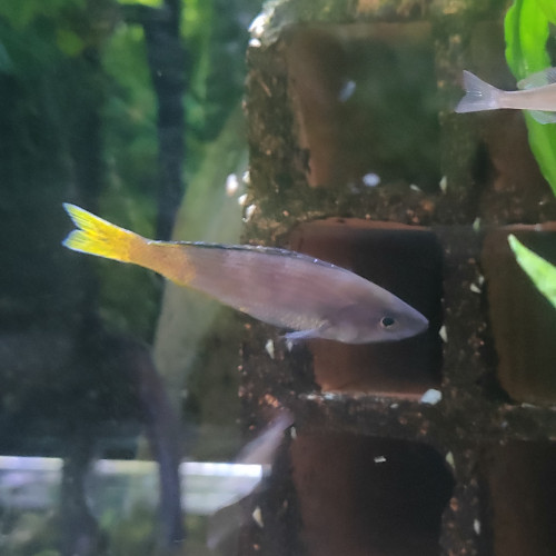 Cyprichromis sp."Leptosoma Jumbo" Kitumba