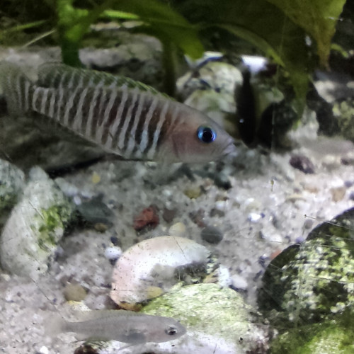 Neolamprologus multifasciatus