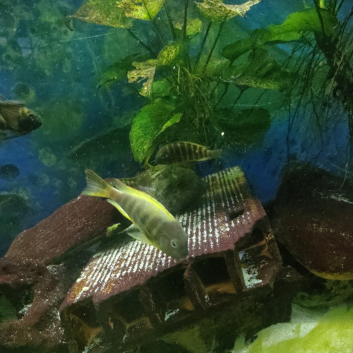 Tropheus brichardi Ujiji