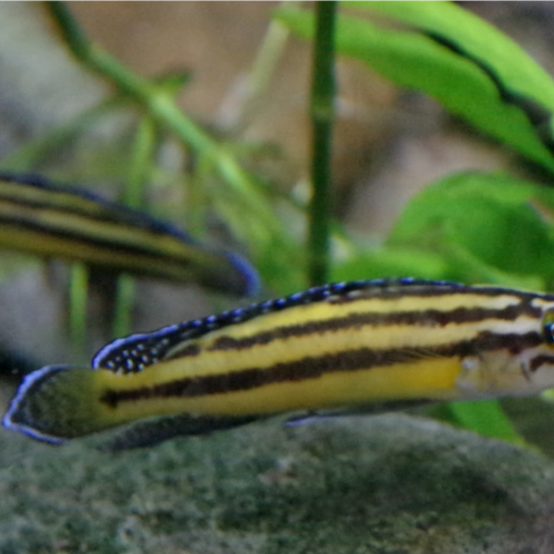 Julidochromis marksmithi "Kipili"
