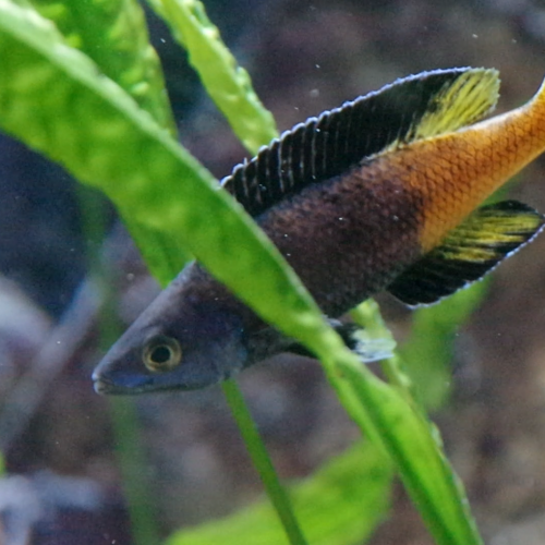 Cyprichromis sp."Leptosoma Jumbo" Kitumba