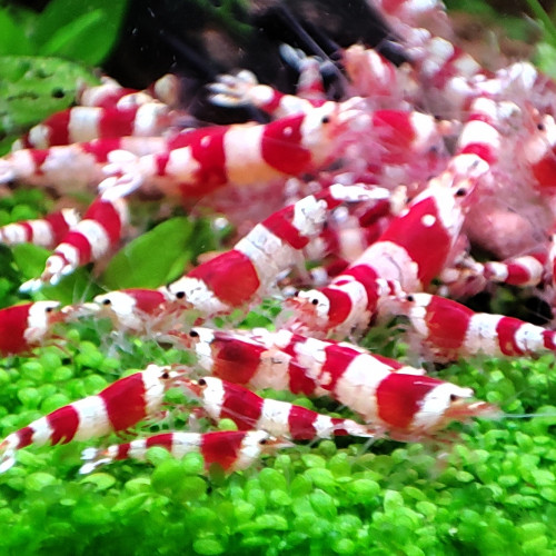 Crevettes red crystal