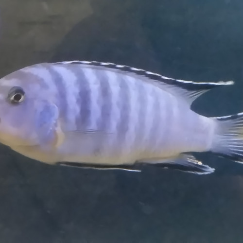 chindongo socolofi bleu