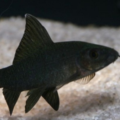 Labeo bicolor