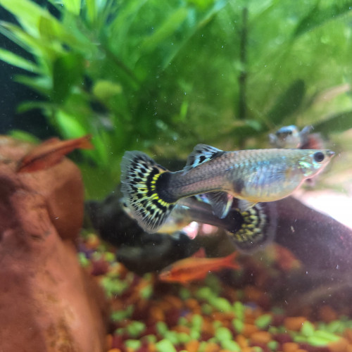 Donne Guppys