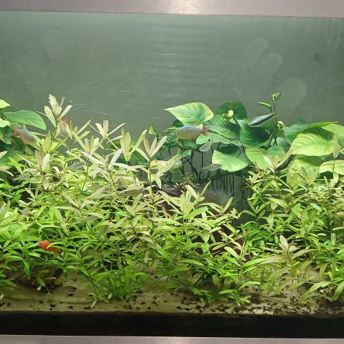 Aquarium complet 250l