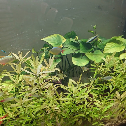 Aquarium complet 250l