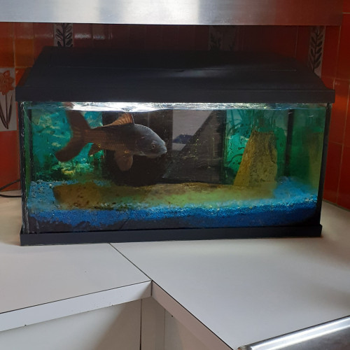 Donne aquarium et poisson