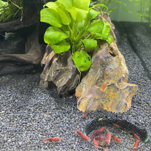 Crevette red fire