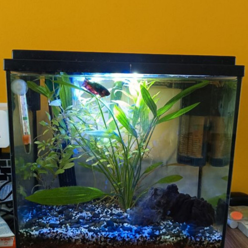 Aquarium 22L en eau
