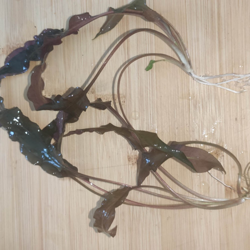 Cryptocoryne Wendtii