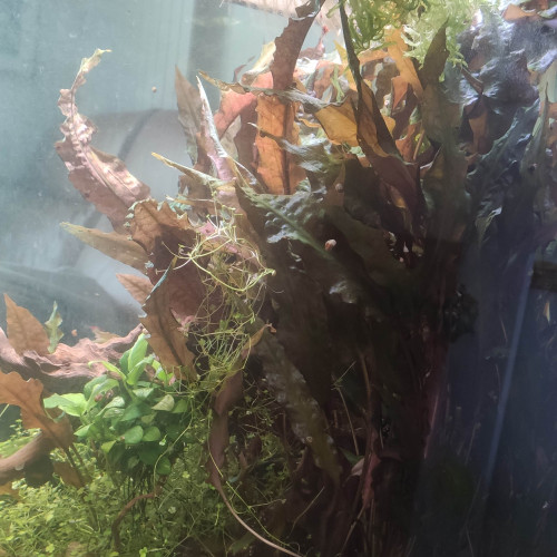 Cryptocoryne Wendtii